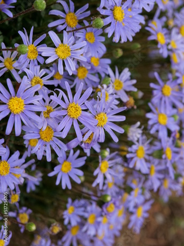 fleurs mauve