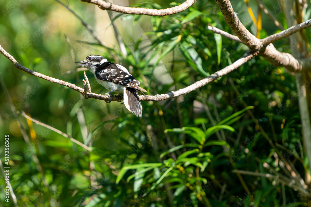 Downy Woodpecker Standing on a Branch