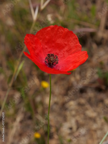 Obraz na płótnie coquelicot