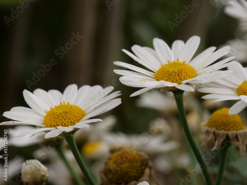 marguerite