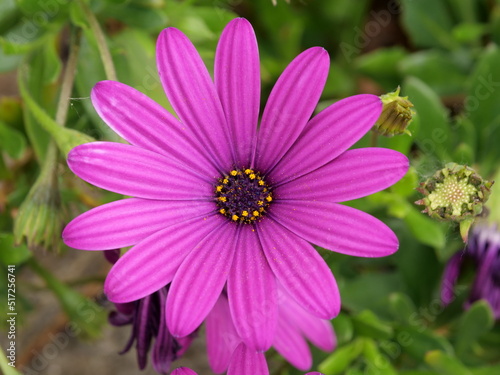 paquerette violette 