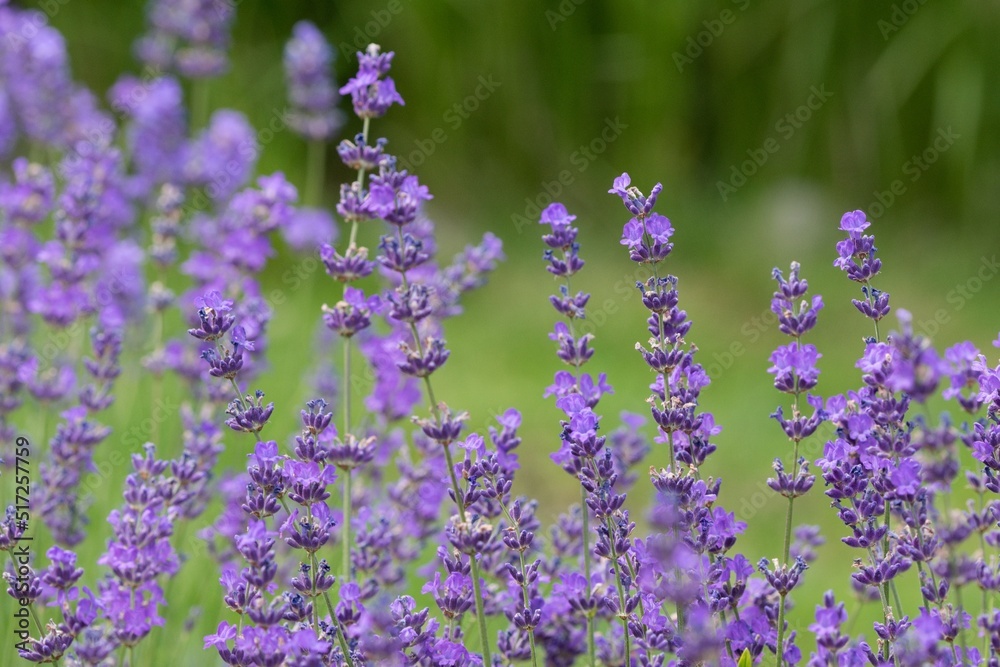Fototapeta premium Lavender (Lavandula) Used in medicine, cosmetics and aromatherapy; has anti-inflammatory, antiseptic and repellent effects. The species is widely used in gastronomy as a spice