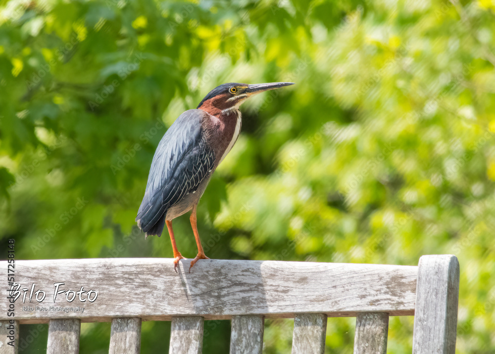 Fototapeta premium green heron