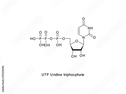 UTP Uridine triphosphate Nucleoside molecular structure on white background. DNA and RNA building block - nitrogenous base, sugar and phosphate. photo