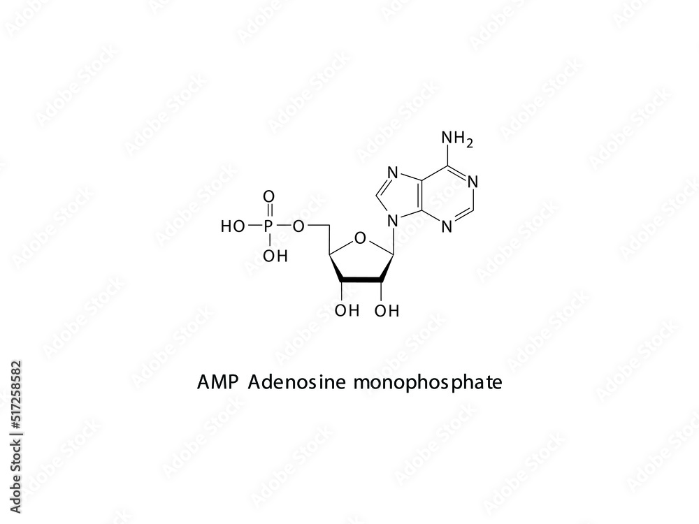AMP Adenosine monophosphate Nucleotide molecular structure on white background. DNA and RNA building block - nitrogenous base, sugar and phosphate. AMP Adenosine monophosphate Nucleotide molecular structure on white background. DNA and RNA building block - nitrogenous base, sugar and phosphate.