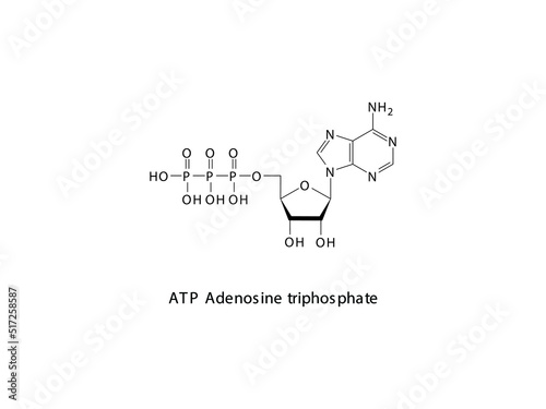 ATP Adenosine triphosphate Nucleoside molecular structure on white background. DNA and RNA building block - nitrogenous base, sugar and phosphate.