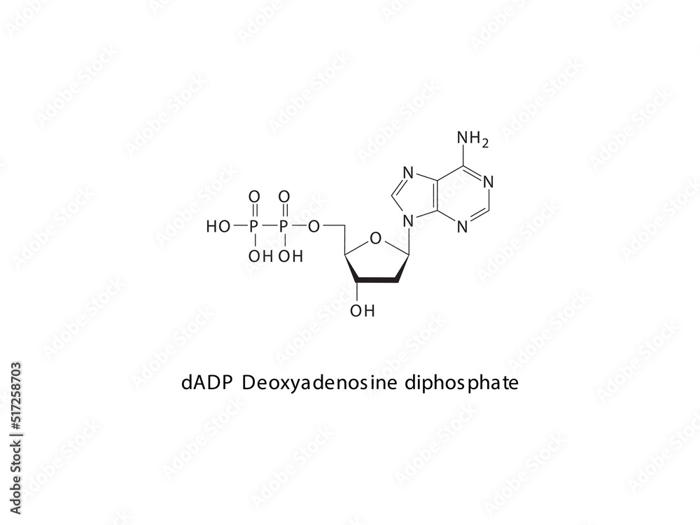 dADP Deoxyadenosine diphosphate Nucleoside molecular structure on white background. DNA and RNA building block - nitrogenous base, sugar and phosphate.