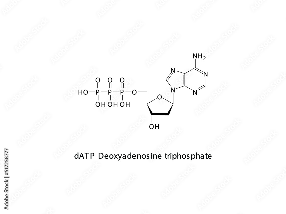 dATP Deoxyadenosine triphosphate Nucleoside molecular structure on white background. DNA and RNA building block - nitrogenous base, sugar and phosphate.
