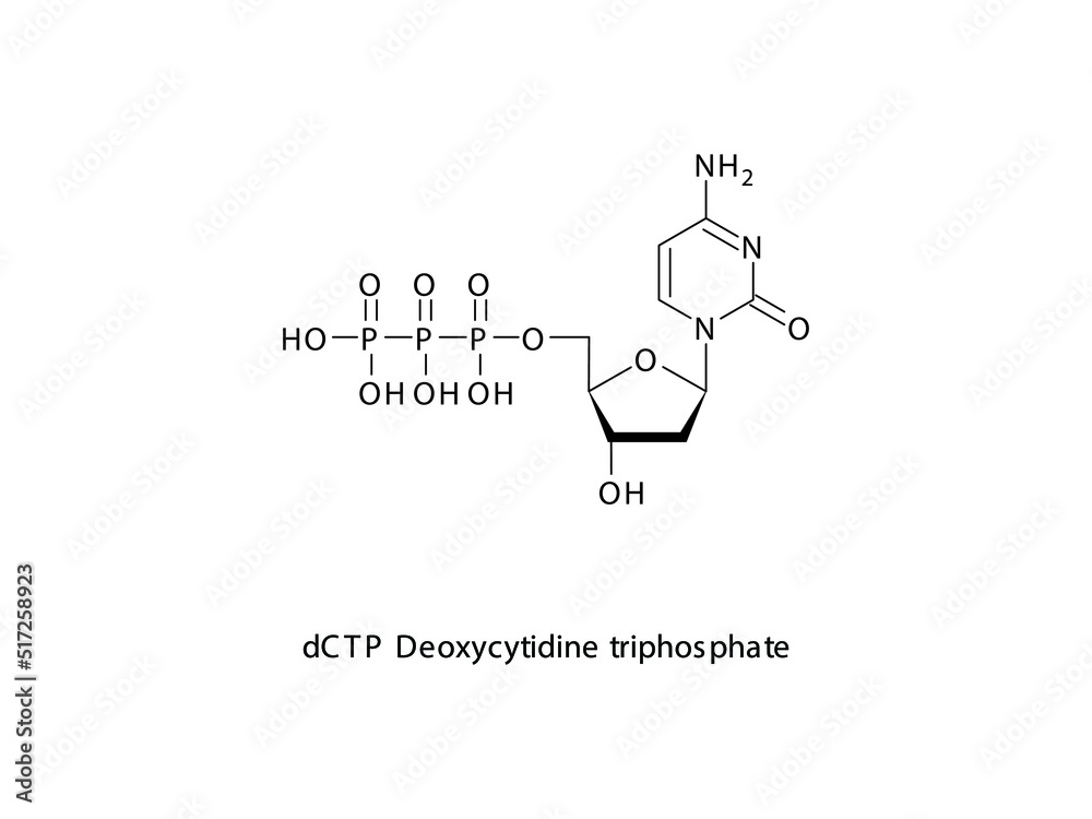 dCTP Deoxycytidine triphosphate Nucleoside molecular structure on white background. DNA and RNA building block - nitrogenous base, sugar and phosphate. dCTP Deoxycytidine triphosphate Nucleoside molecular structure on white background. DNA and RNA building block - nitrogenous base, sugar and phosphate.