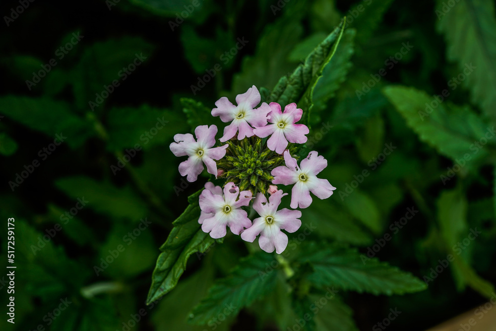 Light pink verbena flowers growing in an outdoor flower garden. Light pink verbena flowers growing in an outdoor flower garden.