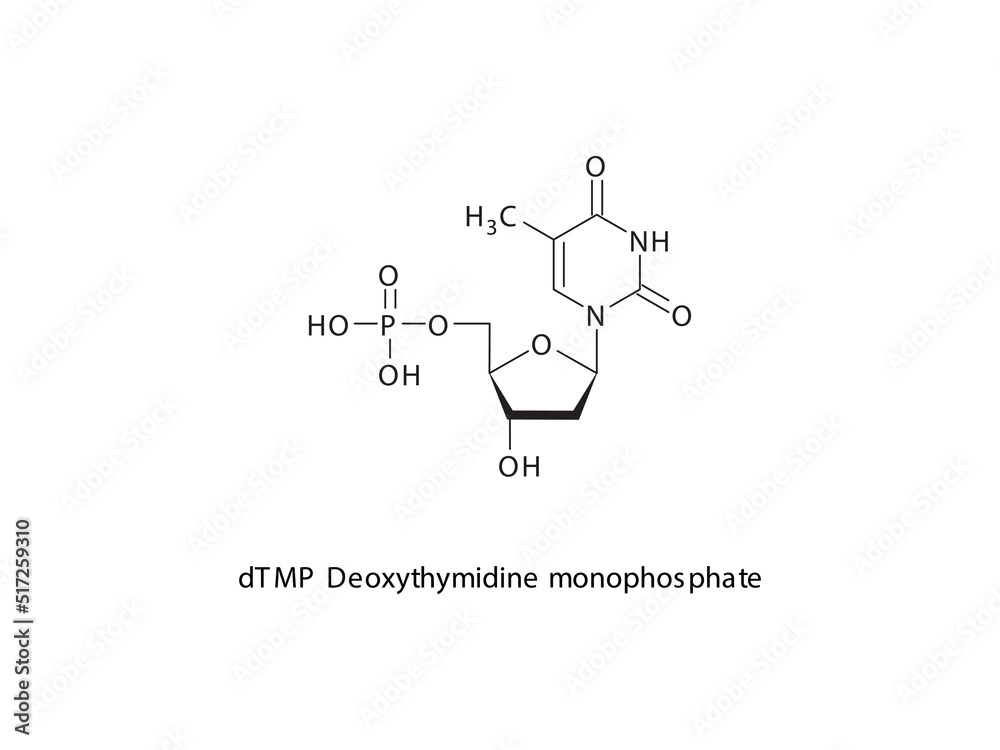 dTMP Deoxythymidine monophosphate Nucleotide molecular structure on white background. DNA and RNA building block - nitrogenous base, sugar and phosphate.