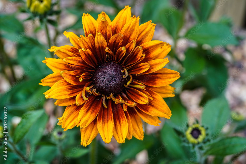 Obraz premium Multiple layer rudbeckia flower growing outdoors in the landscaping. Close up, large flower.