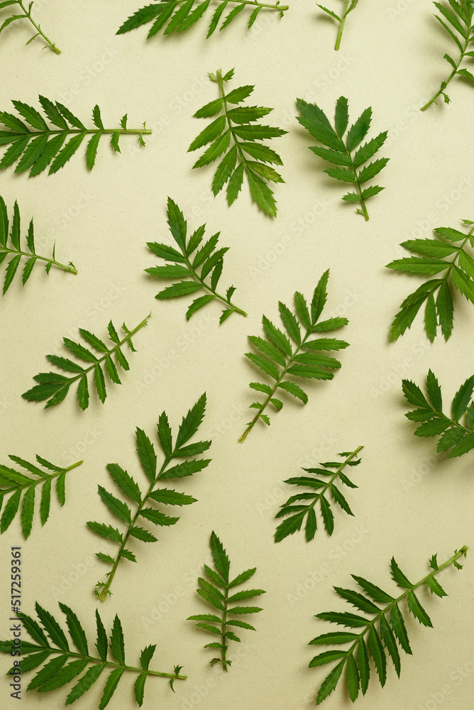 Backdrop with light green leaves scattered on a textured green background. Simple spring or summer floral layout as pattern Backdrop with light green leaves scattered on a textured green background. Simple spring or summer floral layout as pattern