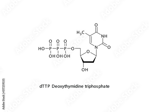 dTTP Deoxythymidine triphosphate Nucleoside molecular structure on white background. DNA and RNA building block - nitrogenous base, sugar and phosphate.