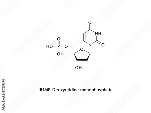 dUMP Deoxyuridine monophosphate Nucleotide molecular structure on white background. DNA and RNA building block - nitrogenous base, sugar and phosphate. photo