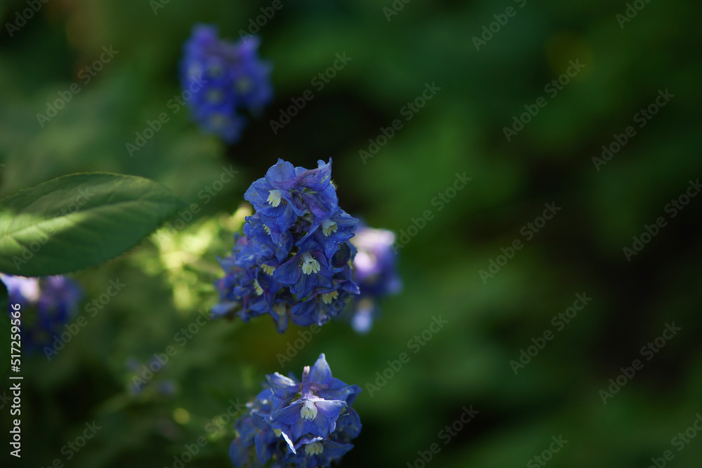 Delphinium or legend flower, blue flower Delphinium or legend flower, blue flower