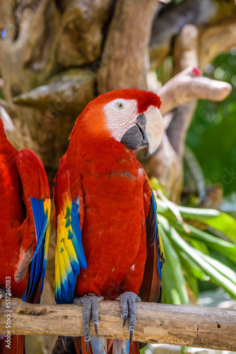 2 scarlet macaws Ara macao , red, yellow, and blue parrots sitting on the brach in tropical forest, Playa del Carmen, Riviera Maya, Yu atan, Mexico