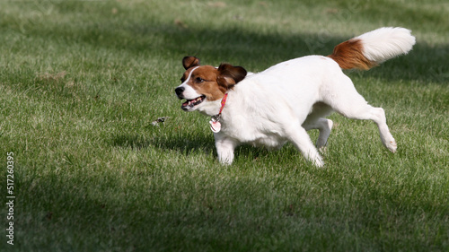 Happy Dog Running in the Park