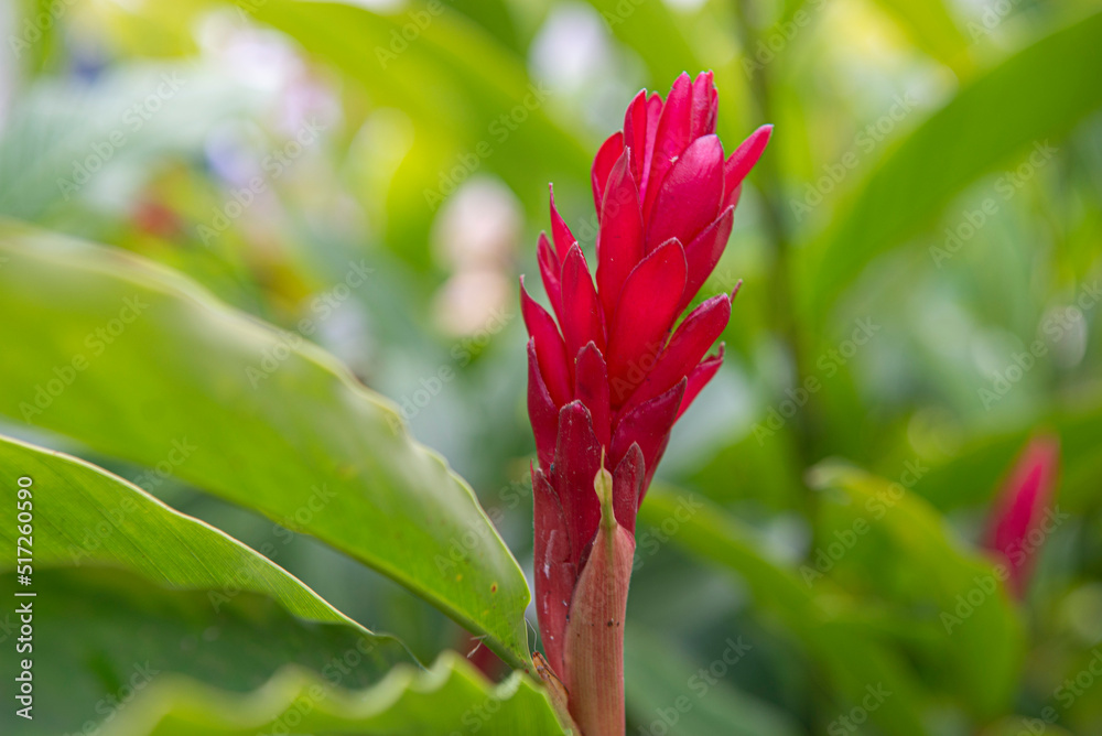 Alpinia purpurata is a species of perennial plant in the Zingiberaceae family Alpinia purpurata is a species of perennial plant in the Zingiberaceae family