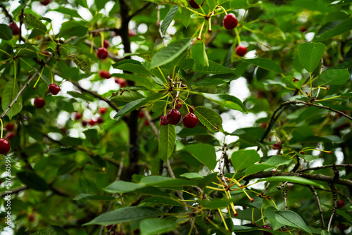 Tree with cherries. Cherry harvest