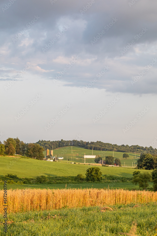 Standing wheat field with the rolling hills of Ohio's Amish country in the background