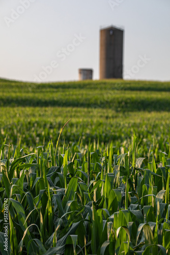 Cornfield with a depth of field effect, with a blurry silo in the background | Farmland in Amish country, Ohio