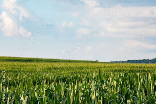 Cornfield with a depth of field effect under a cloudy sky in Amish country, Ohio | Farmland in Holmes County, Ohio