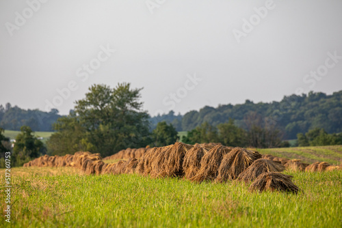 Photography Row of wheat shocks in a field on a late summer day in Amish country, Ohio