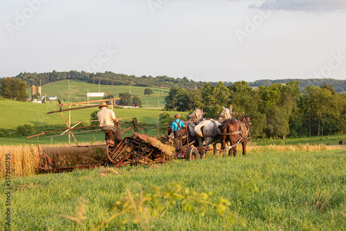 Amish man with his son harvesting wheat on the farm with their team of horses