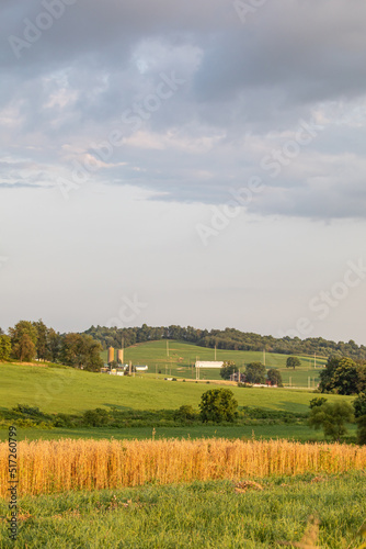 Standing wheat field with the rolling hills of Ohio's Amish country in the background © Isaac