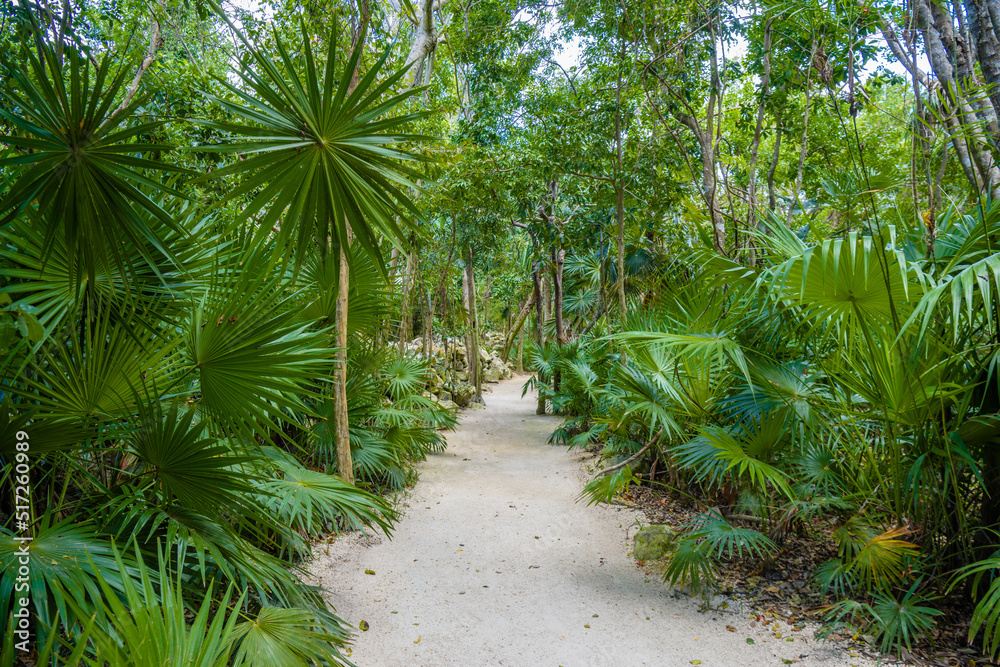 Walking trail path in rain tropical forest jungles near Playa del Carmen, Riviera Maya, Yu atan, Mexico