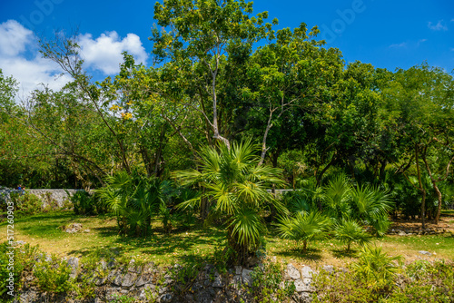 Fototapeta Naklejka Na Ścianę i Meble -  Jungle tropical forest with palms and trees, Playa del Carmen, Riviera Maya, Yu atan, Mexico