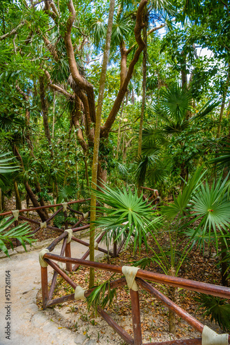 Fototapeta Naklejka Na Ścianę i Meble -  Walking trail path in rain tropical forest jungles near Playa del Carmen, Riviera Maya, Yu atan, Mexico