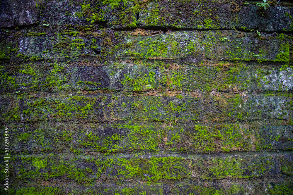  Fungi Green moss on the old brick wall has an abstract background texture