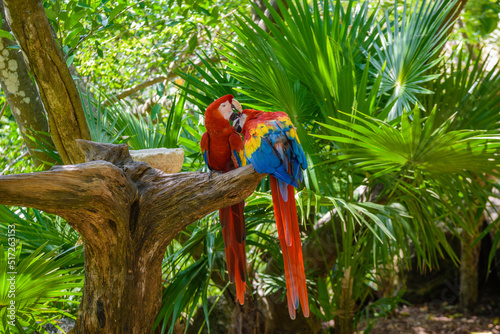 2 scarlet macaws Ara macao , red, yellow, and blue parrots sitting on the brach in tropical forest, Playa del Carmen, Riviera Maya, Yu atan, Mexico