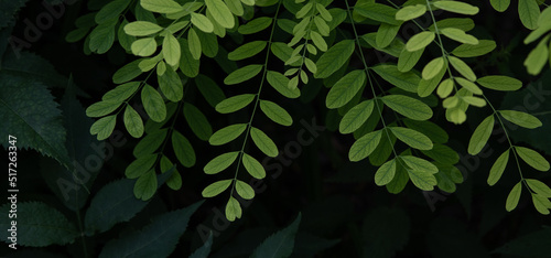 Green leaves on black background. Bright acacia leaves.