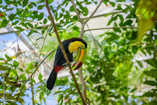 Keel-billed Toucan  Ramphastos sulfuratus  bird with big bill sitting on the branch in the forest  nature travel in central America  Playa del Carmen  Riviera Maya  Yu atan  Mexico