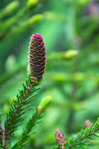 a young Christmas tree cone