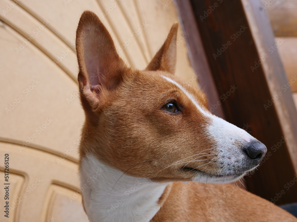 jack russell terrier jack russell terrier