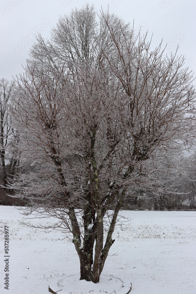 Fototapeta premium tree in snow