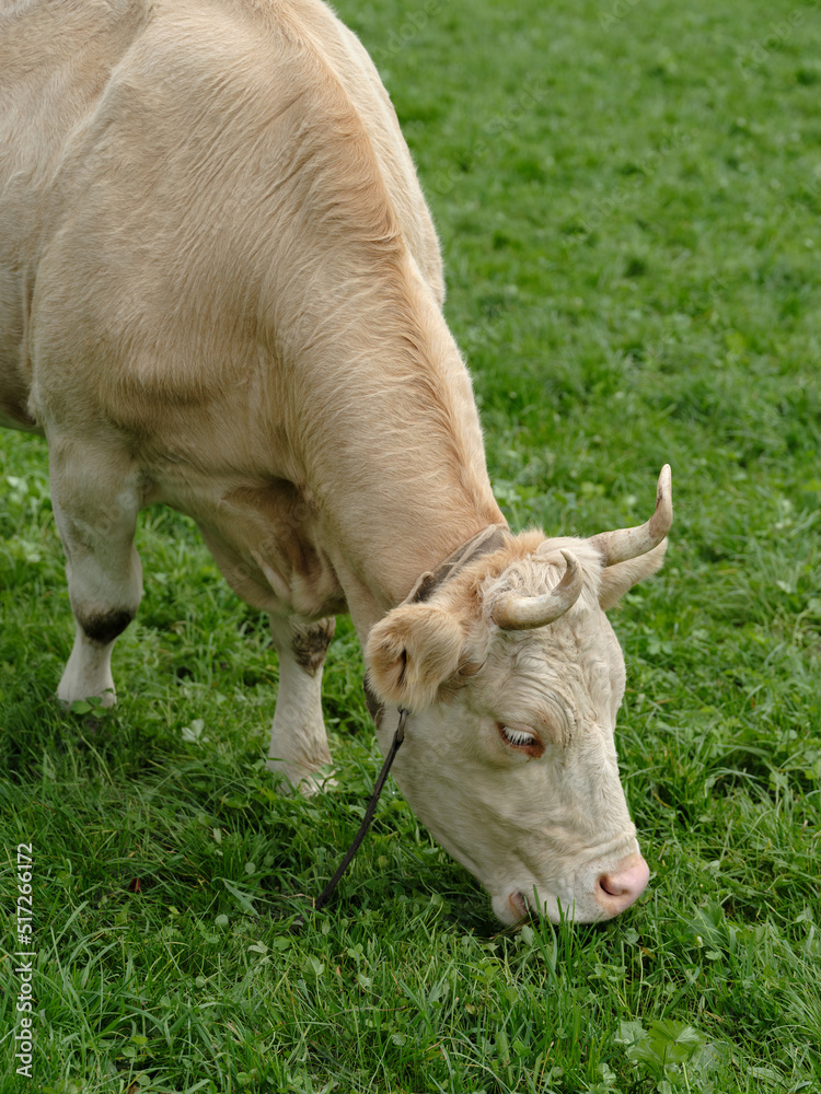 A cow grazes on an alpine meadow. Cow eat grass against the backdrop of a landscape of mountains in Switzerland A cow grazes on an alpine meadow. Cow eat grass against the backdrop of a landscape of mountains in Switzerland