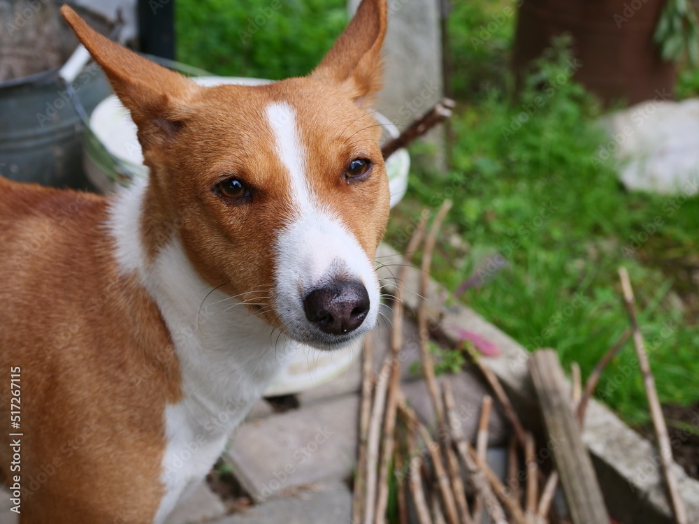 portrait of a dog