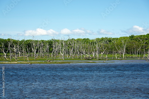 Hokkaido,Japan - June 21, 2022: Narawara or Stand dead trees at Notsuke Peninsula in Hokkaido, Japan
 photo
