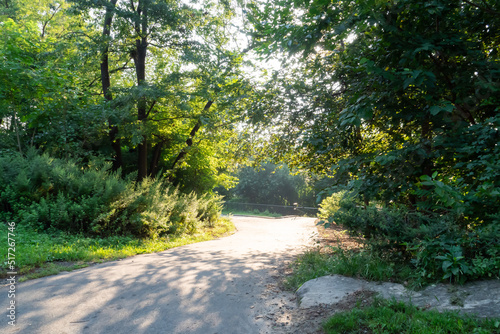 Road in the park with trees and greenery 