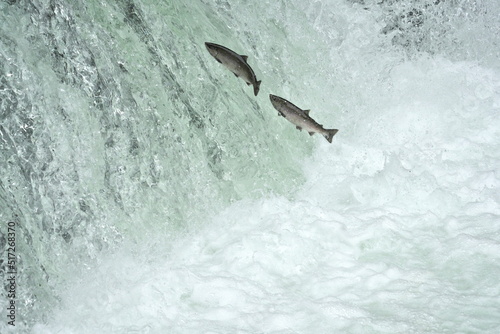 Hokkaido,Japan - June 23, 2022: Cherry salmons or Sakura-masu going upstream of Shari river, Hokkaido, Japan

 photo