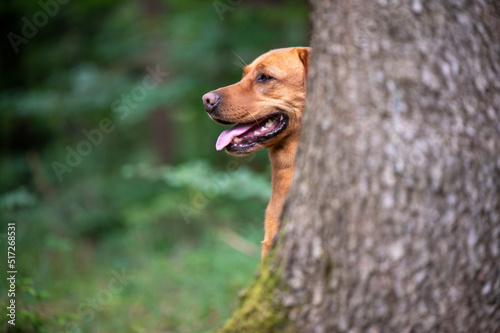 Profile of the head of a happy Labrador dog behind a tree in the forest