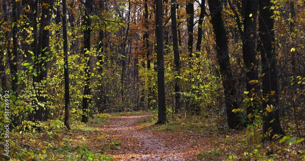 Nature, Fall Landscape. Golden Autumn. Path through Autumn Forest. Trees with Yellow Leaves, Blue Sky. Season Falling Leaf in Slow motion. Natural Background, Wallpaper. Beautiful View. Time of Year. Nature, Fall Landscape. Golden Autumn. Path through Autumn Forest. Trees with Yellow Leaves, Blue Sky. Season Falling Leaf in Slow motion. Natural Background, Wallpaper. Beautiful View. Time of Year.