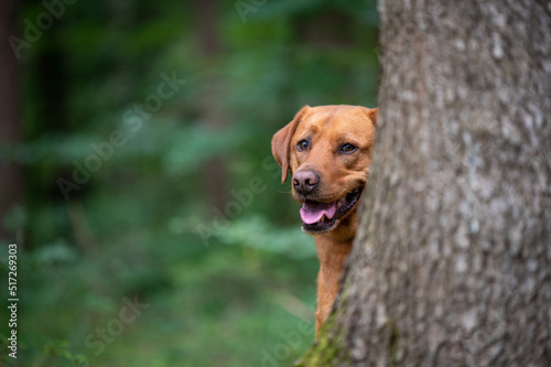 Red brown labrador dog behind a tree in the forest