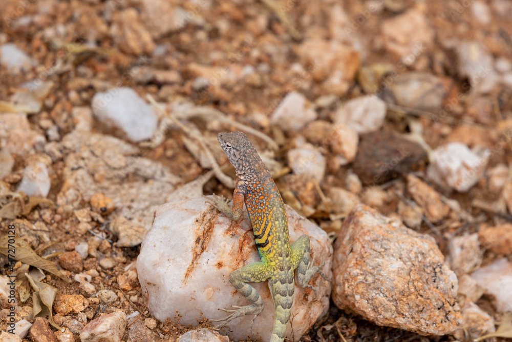 Naklejka premium Male greater earless lizard, Cophosaurus texanus, in the Sonoran Desert. A colorful reptile native to the American Southwest in his natural habitat. Pima County, Tucson, Arizona, USA.