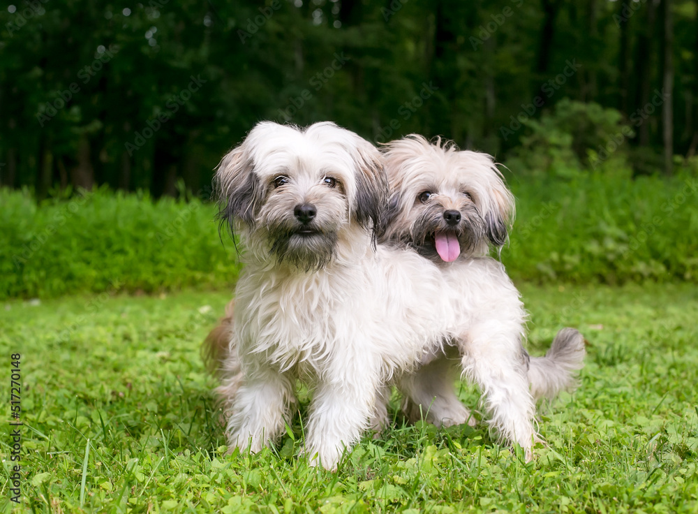 A pair of scruffy Terrier mixed breed dogs standing together outdoors